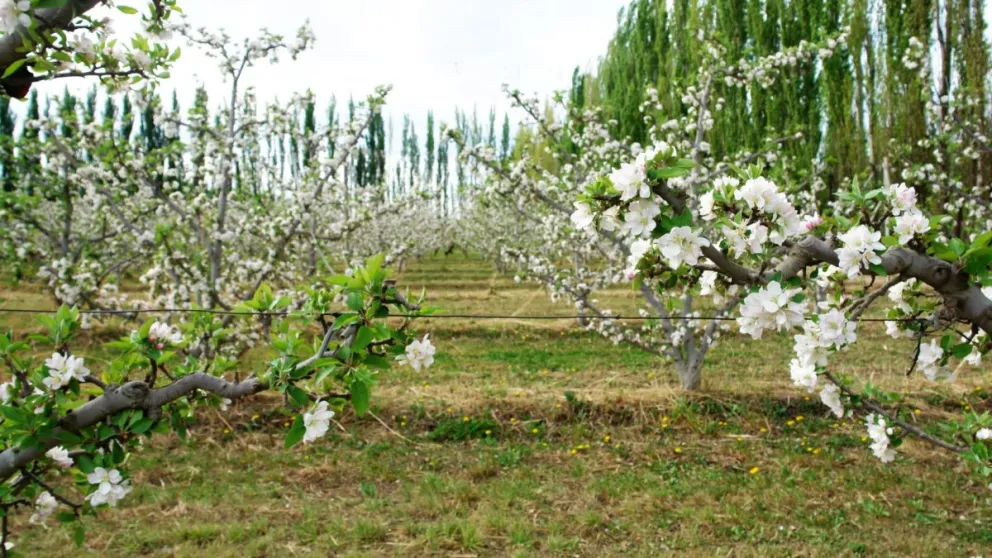 Río Negro presentará la primavera turística entre chacras florecidas