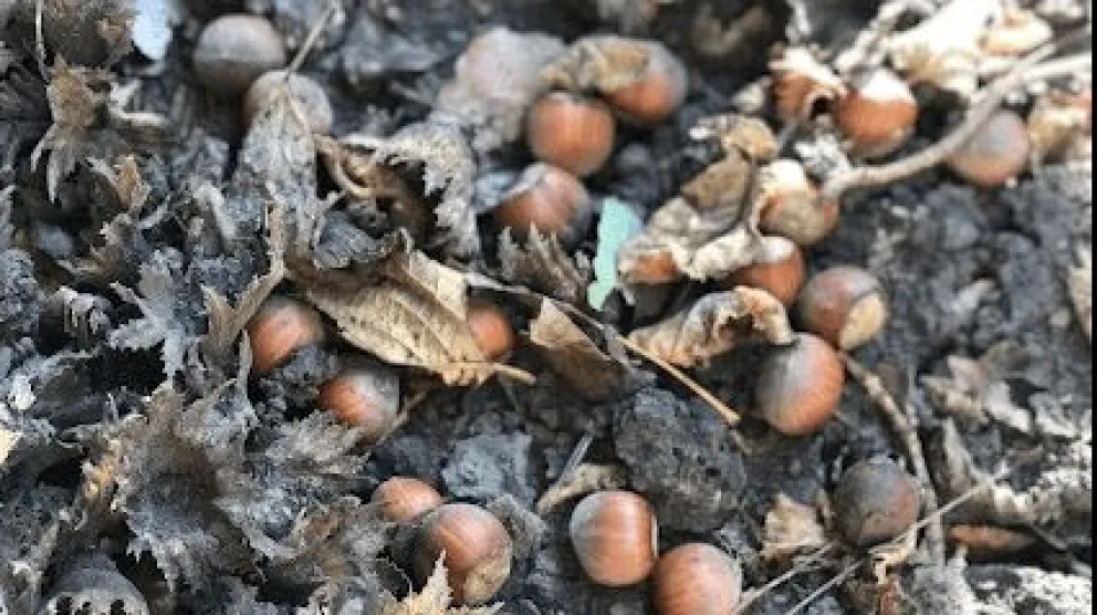 Río Negro, la principal productora de avellanas del país