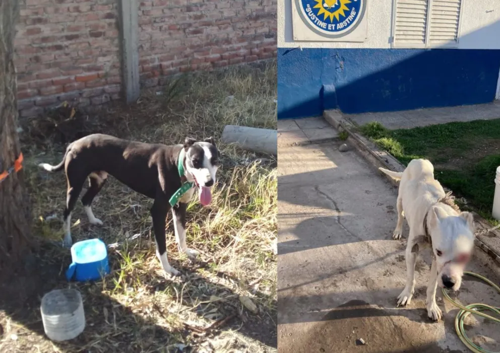 La Policía rescató perros que sufrían maltrato animal