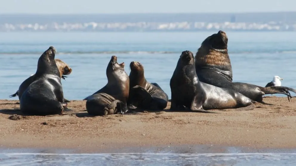 Más de 180 km de playa del Camino de la Costa invitan a disfrutar el Avistaje de Fauna Marina y Costera