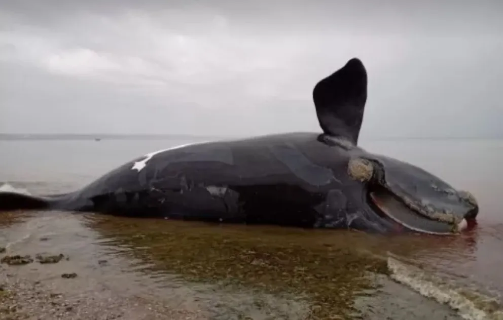 Continúan apareciendo ballenas muertas en Península Valdéz