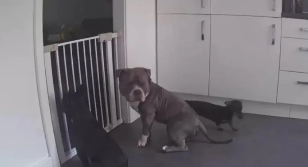 Puso una cámara en su casa y descubrió que sus perros se organizaban para escapar del hogar