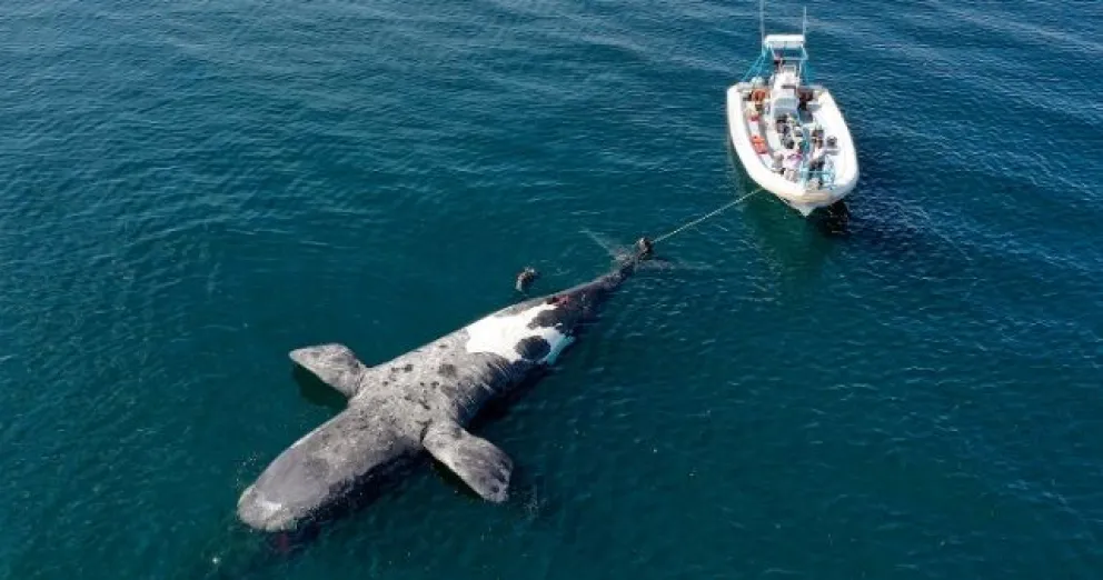 Chubut: descubren la causa muerte de las 30 ballenas