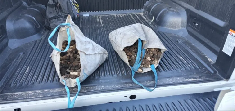 Advierten por recolección de hongos de manera ilegal y salidas a la montaña sin registro de trekking