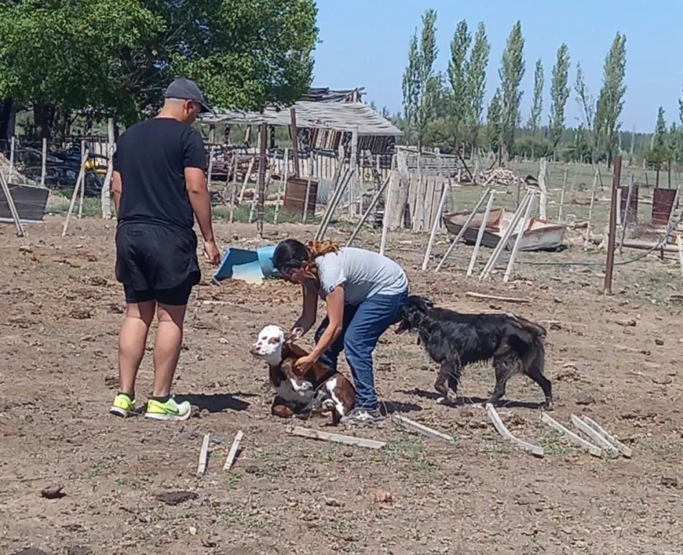 Maltrato animal: Rescatan a 29 vacas que se encontraban en estado de desnutrición