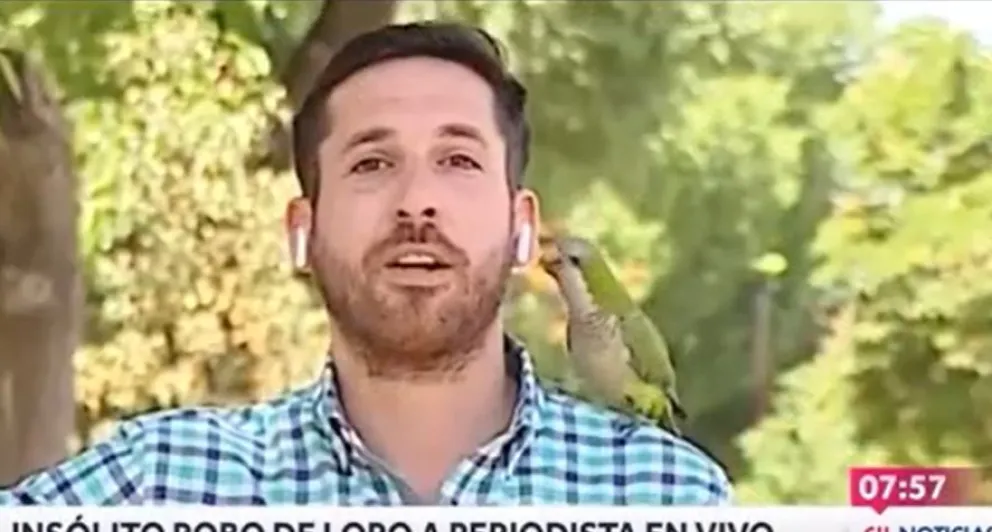 Un periodista chileno hablaba sobre la inseguridad y un loro le "robó" un auricular