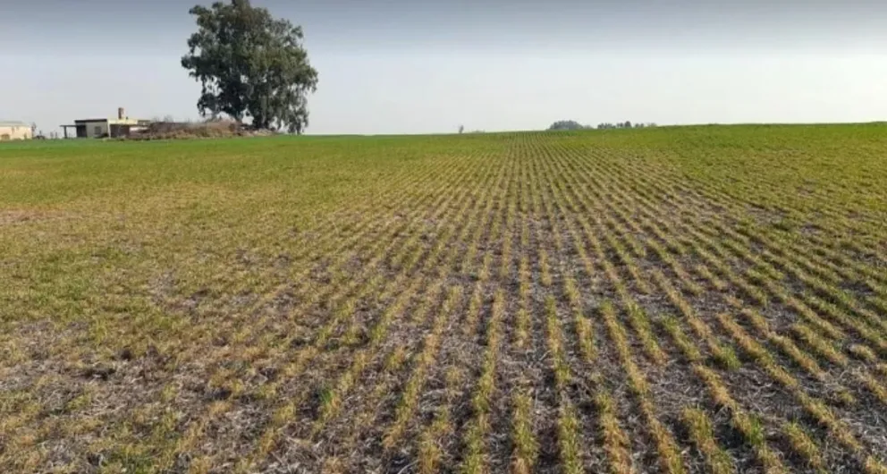 Siete millones de hectáreas en Argentina se encuentran en categoría de afectación severa por las sequías