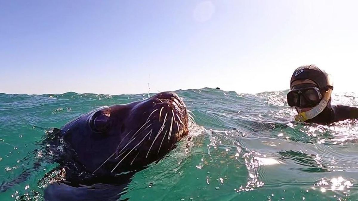 Nuevo atractivo turístico: Nadar en las aguas rionegrinas junto a los lobos marinos