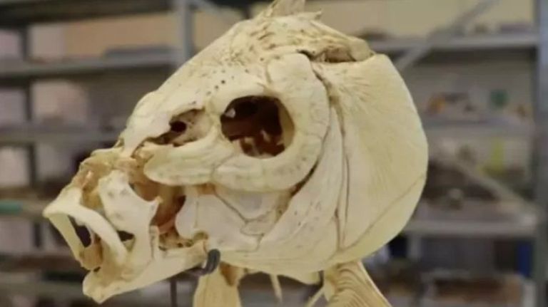 Encuentran restos de pescado cocinado de hace 780.000 años