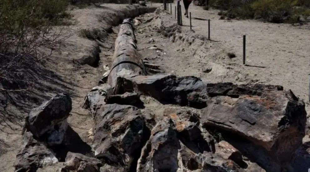 Descubren en Valcheta una especie única de coníferas de 70 millones de años