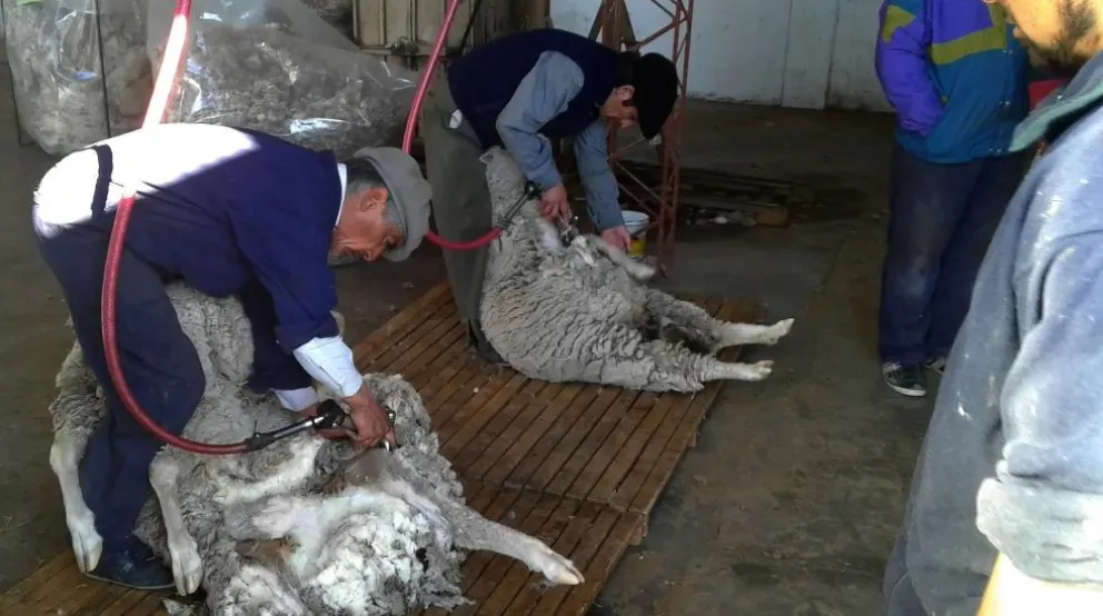 Maquinchao será sede del XIX Campeonato de Esquila