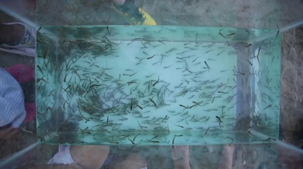 Río Negro sembró más de 150.000 alevines de trucha arco iris