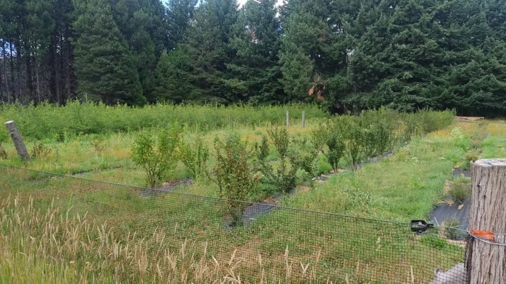 Crean un banco de plantas en la provincia para restaurar zonas degradadas