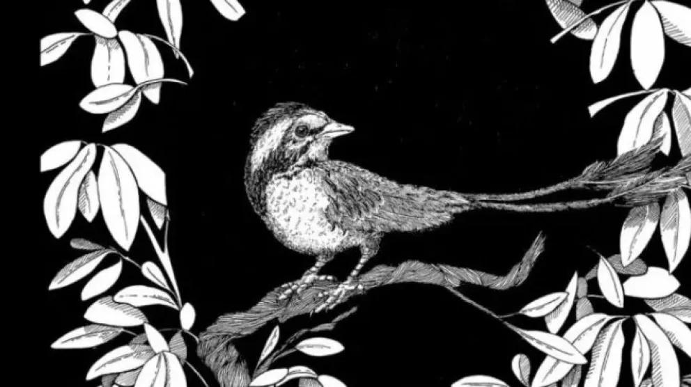 Descubren restos de ave que habitó la Patagonia hace 70 millones de años