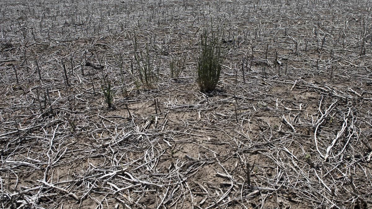 Hay 175 millones de hectáreas en riesgo de sequía en todo el país