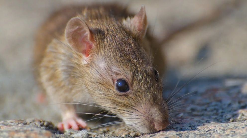 Salud brinda recomendaciones para prevenir el Hantavirus