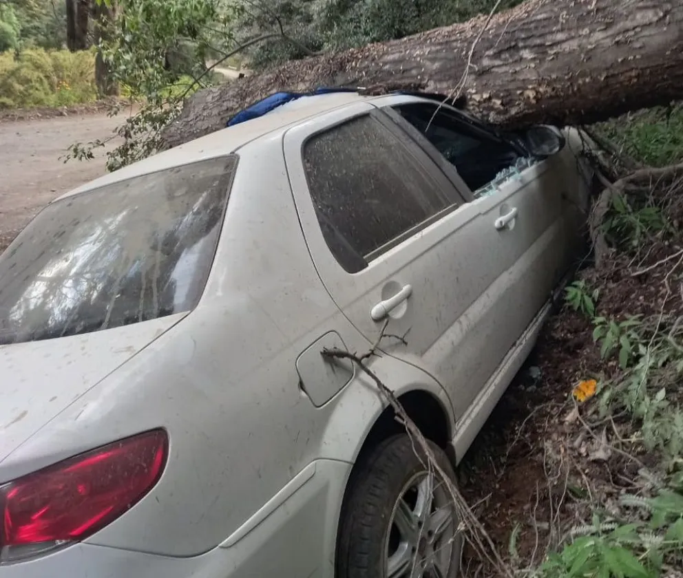 Despistaron y chocaron contra un árbol caído en el Camino al Tronador