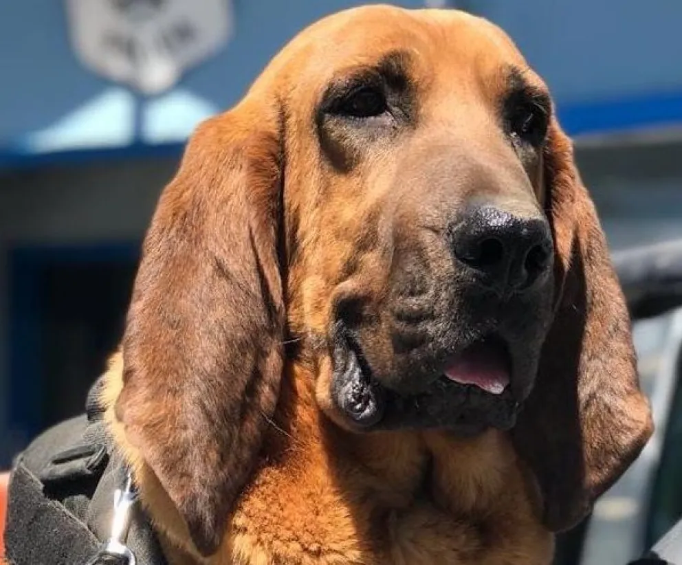 El perro Draco logró dar con la adolescente que era buscada desde el jueves pasado