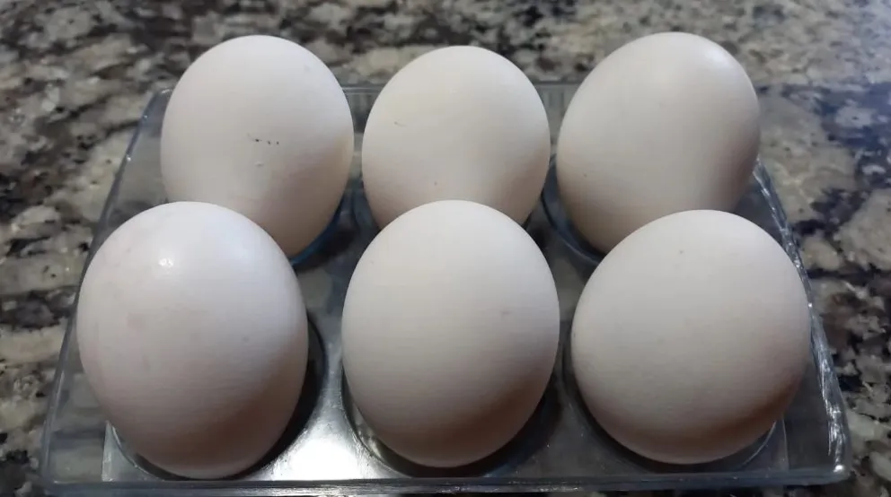 Salud brinda recomendaciones para prevenir la Salmonelosis