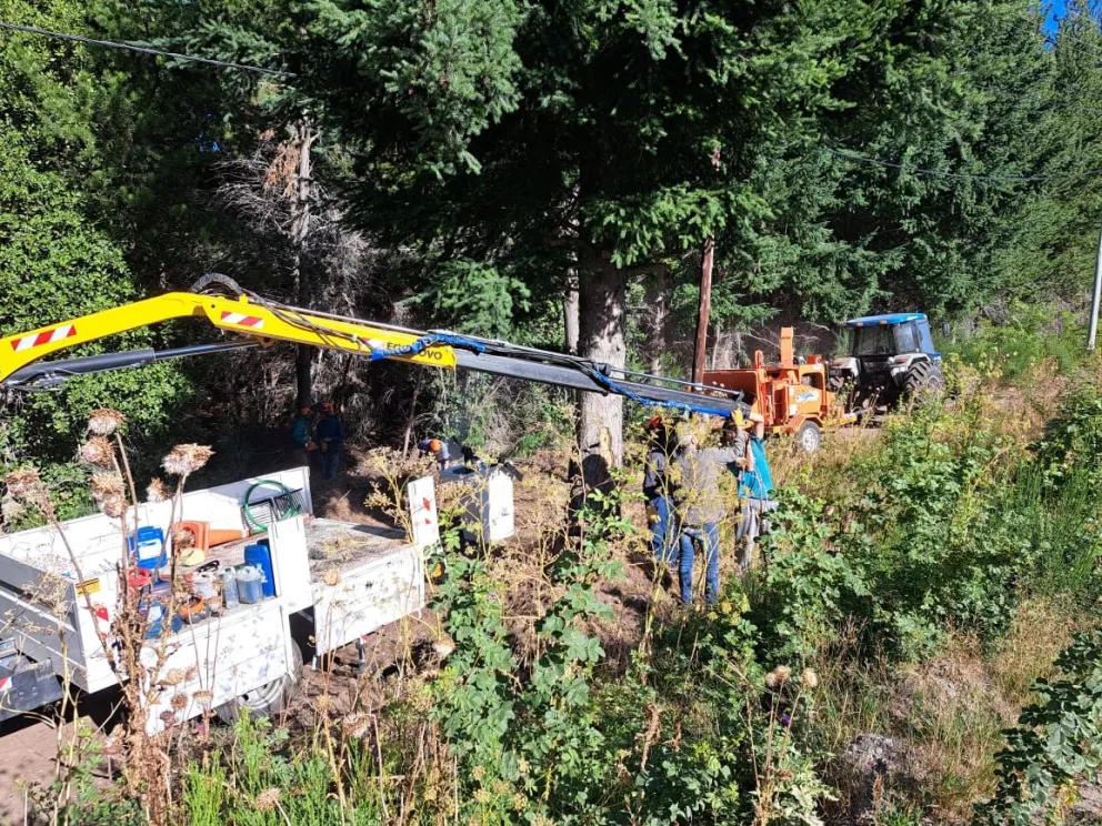 Intenso trabajo de poda y limpieza forestal en línea de media tensión