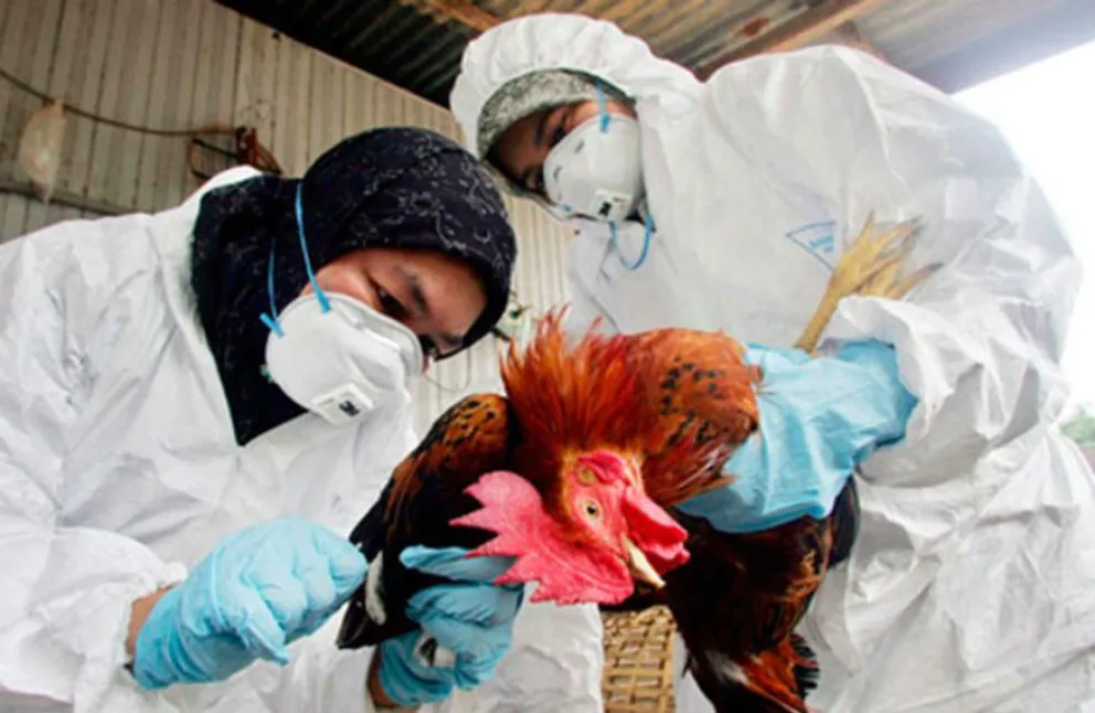 Confirmaron un caso positivo de Influenza aviar en Neuquén