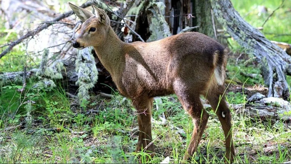 Nació el primer huemul en cautiverio en Argentina luego de siete décadas