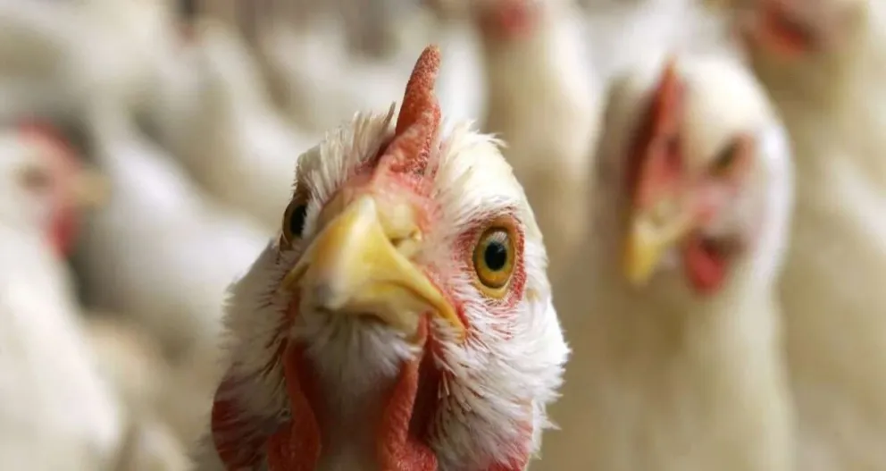 Nuevos casos de influenza en aves en Buenos Aires, Córdoba, Río Negro y San Luis