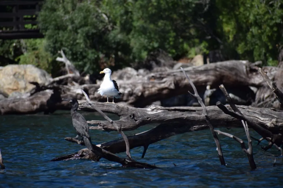 Se realizó el 32° Censo Neotropical de Aves Acuáticas