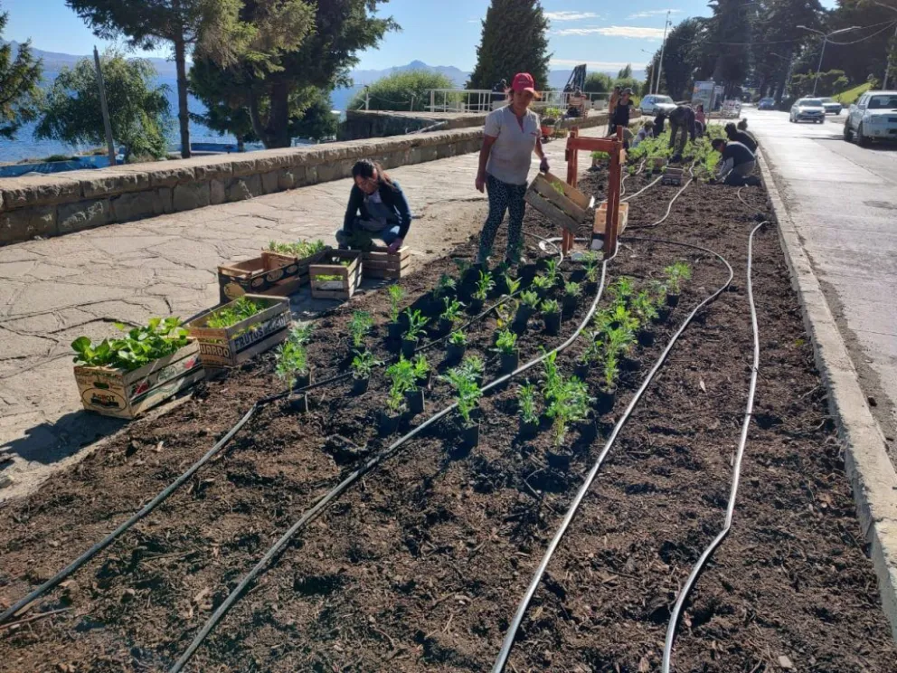 Mirá cuáles son las flores que se van colocando en los espacios públicos de la ciudad
