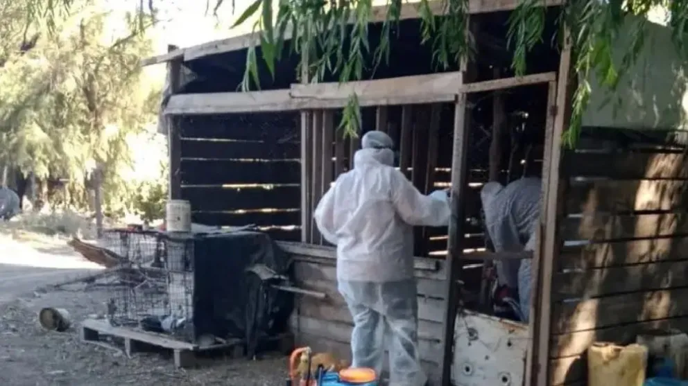 Gripe Aviar: Río Negro acatará las instrucciones de SENASA