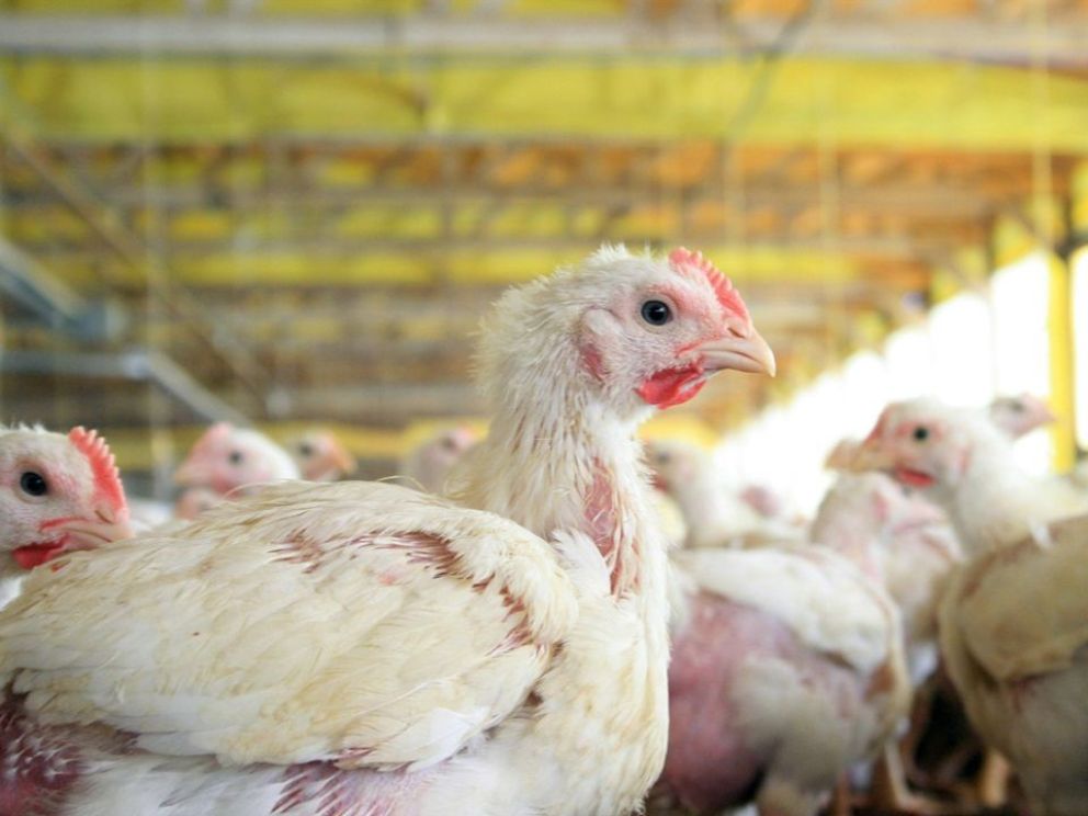 Gripe aviar: sacrificarán 30 mil gallinas en Plottier