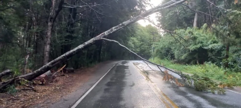 Un árbol cayó en Circuito Chico y cortó el tránsito