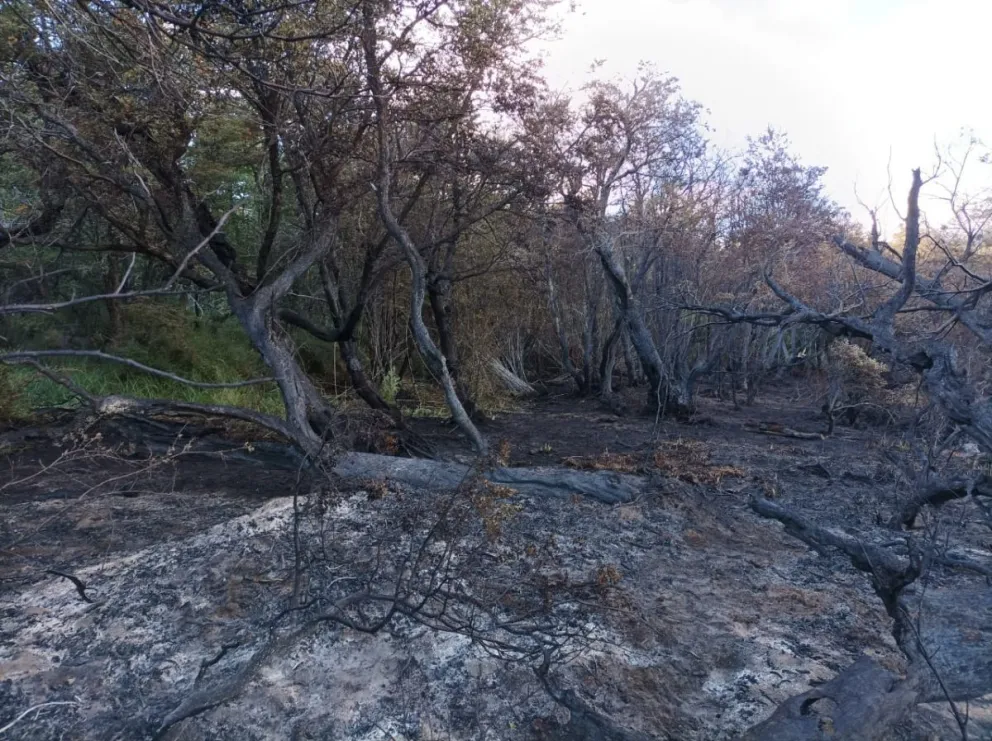 Combatieron un incendio forestal a orillas del Lago Guillelmo