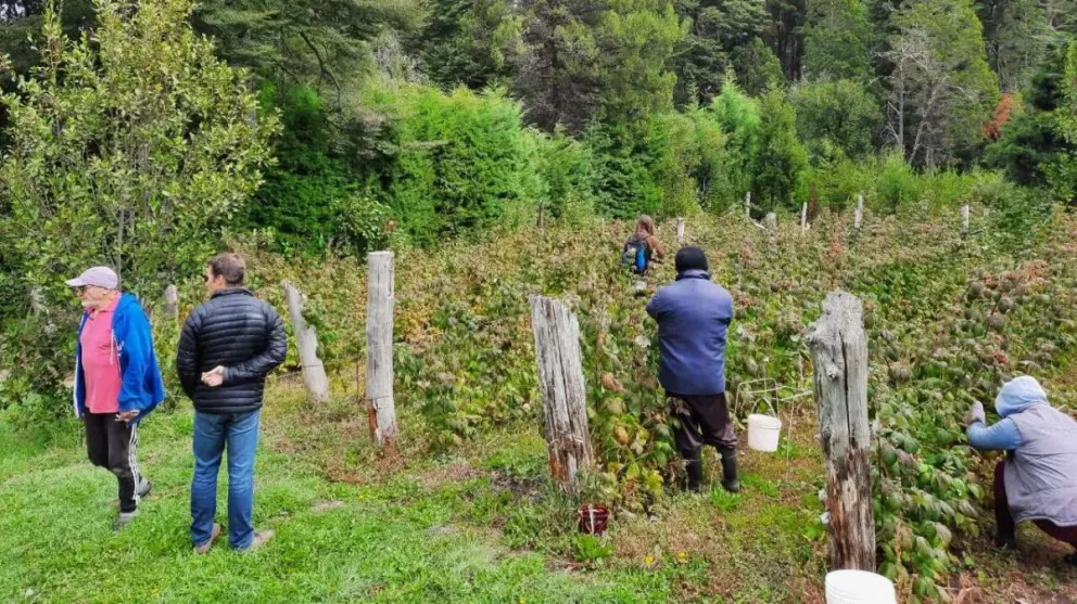 La Provincia y el INTA trabajan para fortalecer la producción de fruta fina