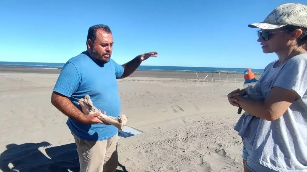 Hallan en Río Negro un perezoso gigante terrestre de 3.000.000 de años