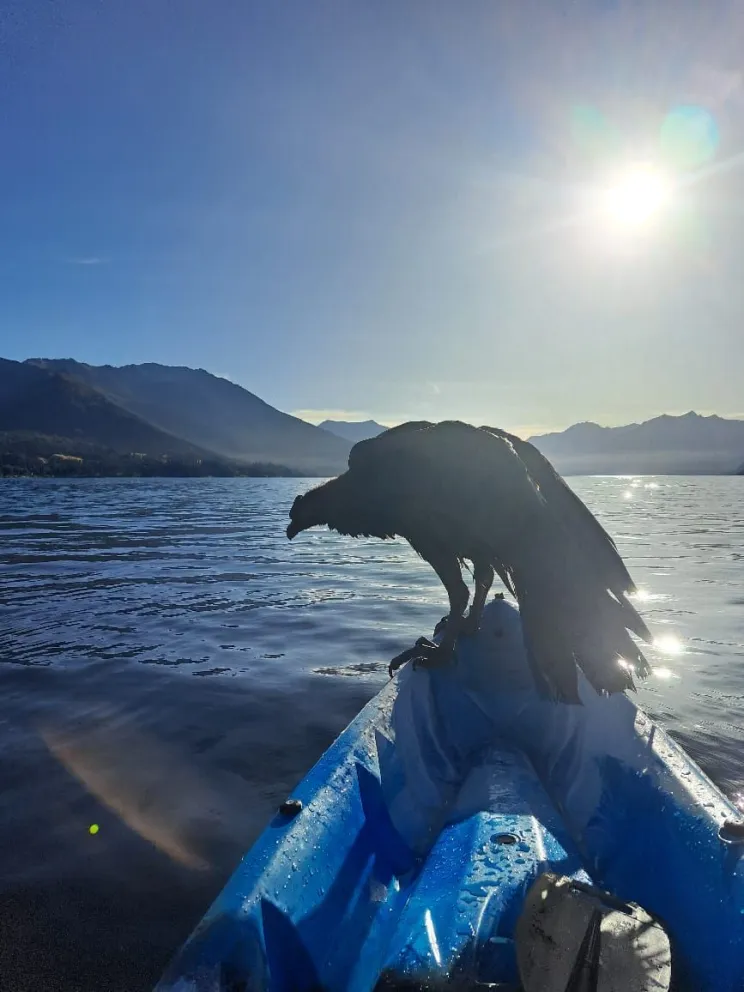 Cómo evoluciona el cóndor que cayó al lago Traful