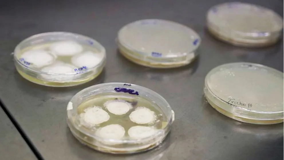 Estudian bioinsecticidas hechos con hongos