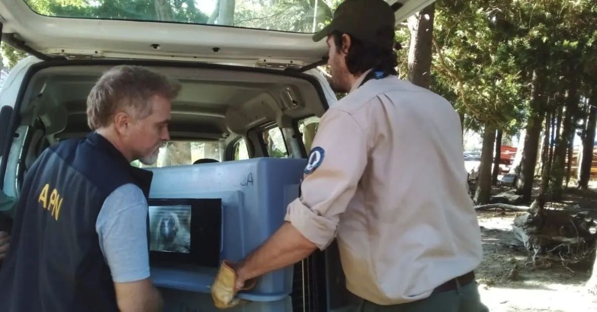 El cóndor rescatado en Traful fue trasladado a Temaikén para su recuperación