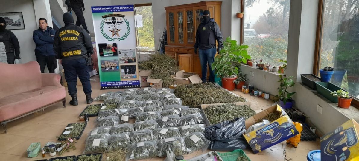 Secuestran 50 kilos de marihuana y 30 plantas de cannabis en El Hoyo