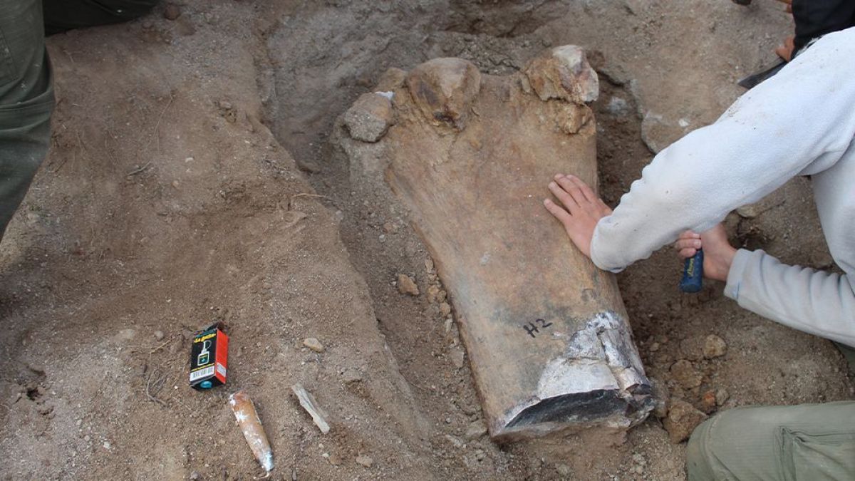 Encuentran en Río Negro un dinosaurio gigante de 90 millones de años