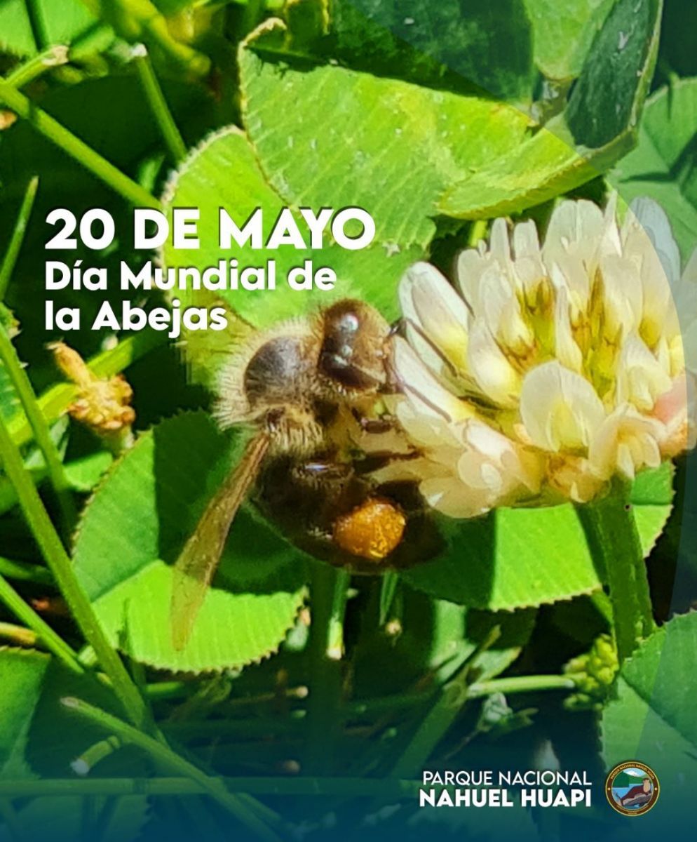 Se celebra el Día Mundial de las Abejas
