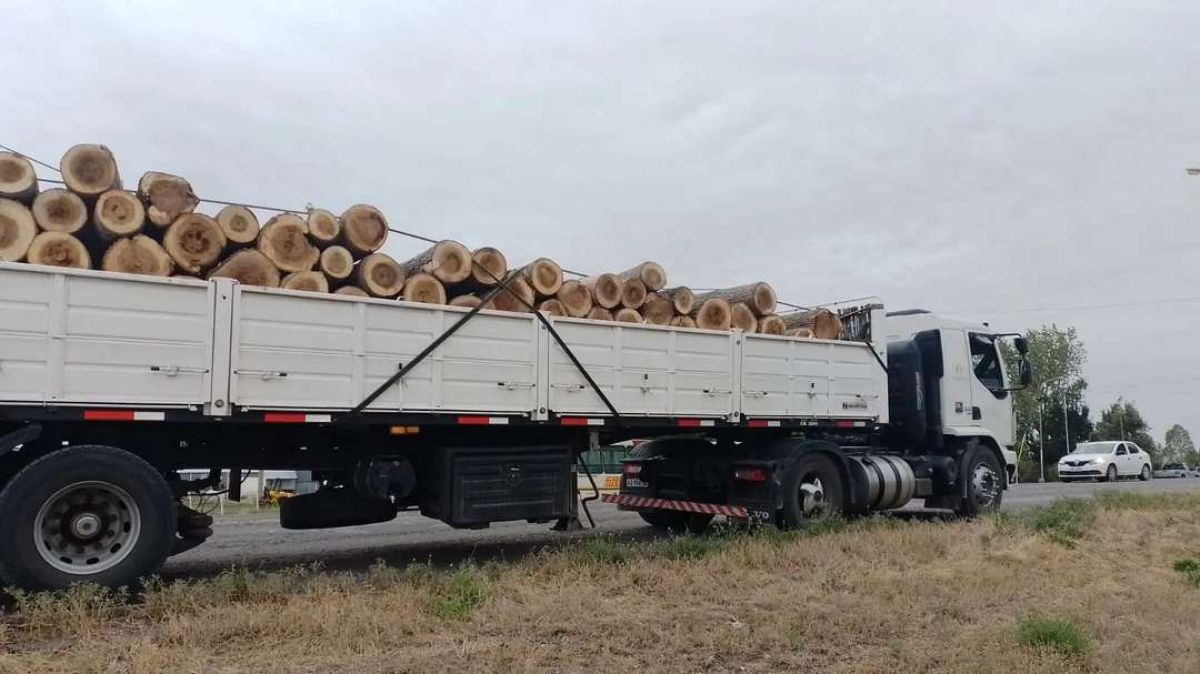Fortalecen el control de transporte ilegal de productos forestales