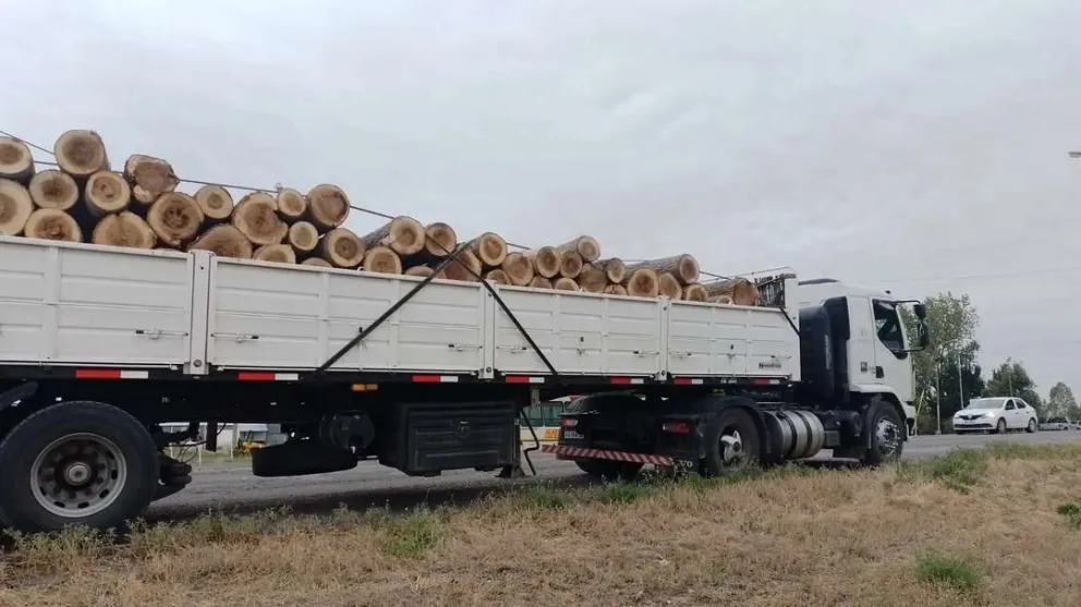 Fortalecen el control de transporte ilegal de productos forestales