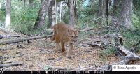Investigan sobre los carnívoros y otros mamíferos de las áreas boscosas