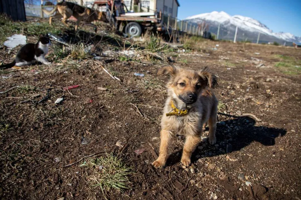 Avanzan los trabajos de Sanidad Animal en los barrios