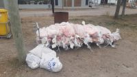 Decomisaron más de 480 kilos de carne en Río Colorado