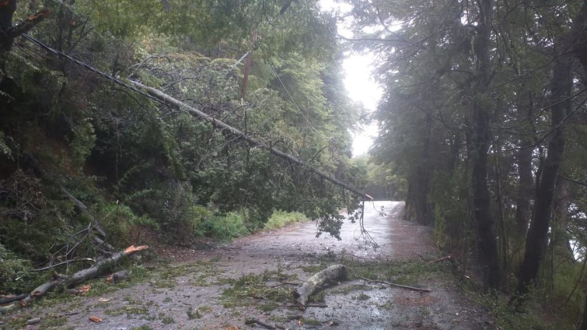 Cierran el ingreso a la Seccional de Guardaparques Gutiérrez por la caída de un árbol 