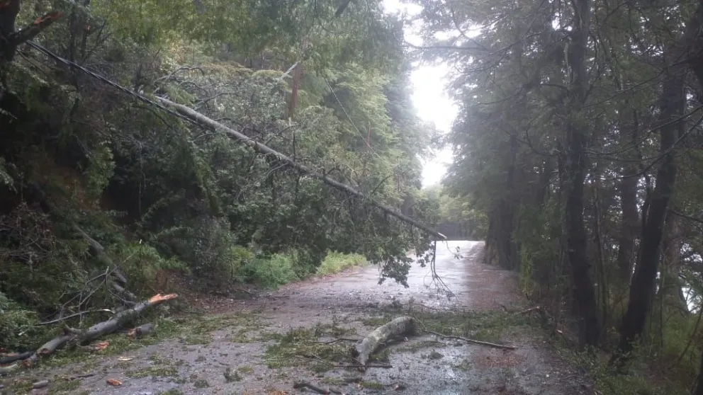 Cierran el ingreso a la Seccional de Guardaparques Gutiérrez por la caída de un árbol 
