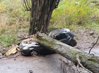 Un árbol de gran porte cayó sobre un auto y lo destruyó por completo