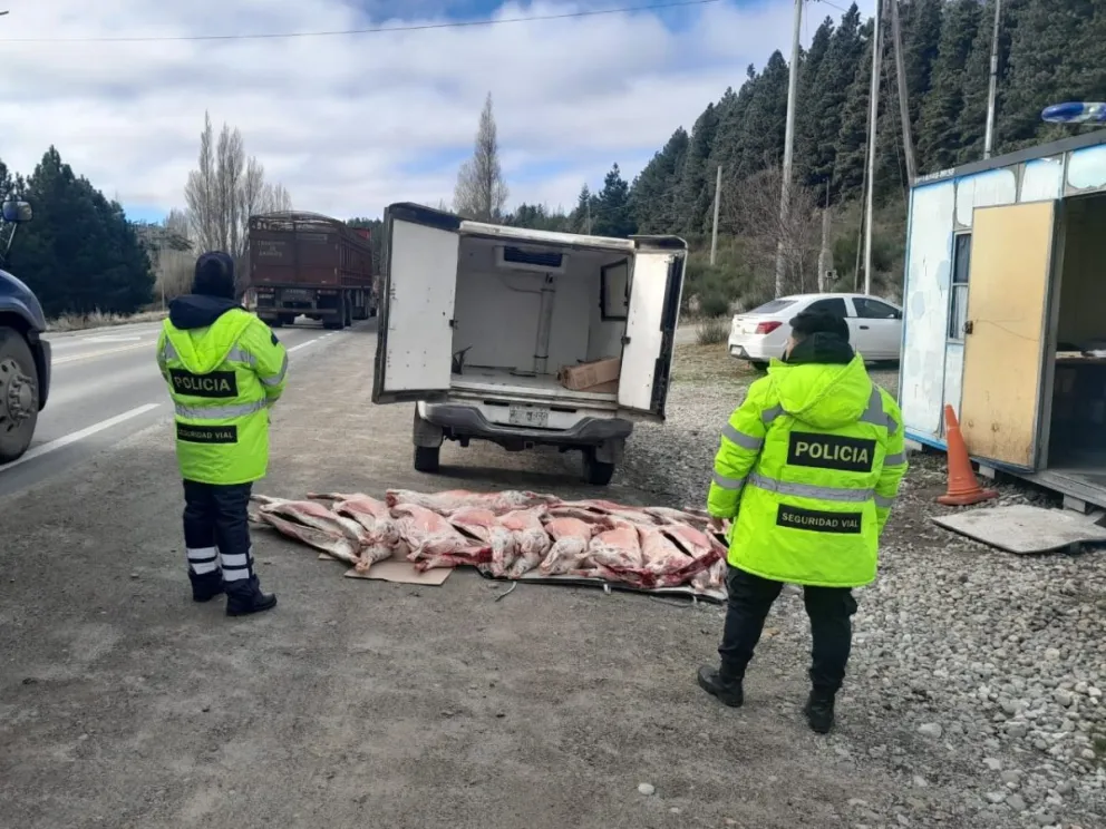 Secuestran una docena de capones que carecían certificado sanitario y exigencias bromatológicas